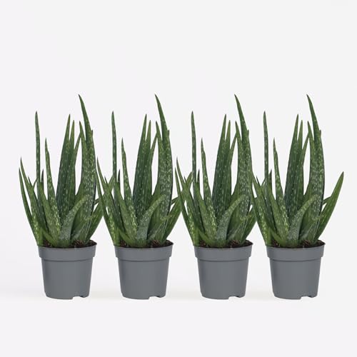 Plant in a Box - Aloe barbadensis - Aloe Vera - 4er Set - Zimmerpflanze - Sukkulente - Topf 10cm - Höhe 25-40cm von Plant in a Box