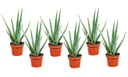 Plant in a Box - Aloe barbadensis - Aloe Vera - 6er Set - Zimmerpflanze - Sukkulente - Topf 10cm - Höhe 25-40cm von Plant in a Box