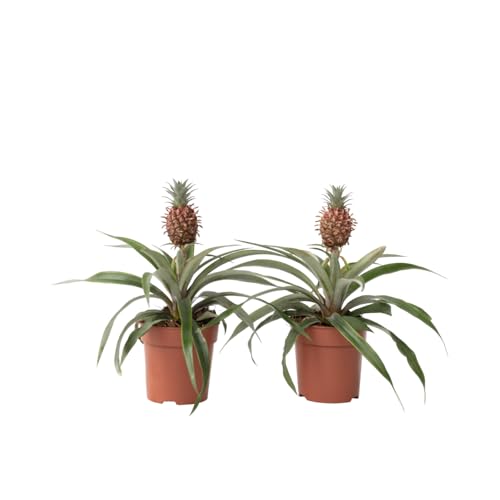 Plant in a Box - Ananaspflanze 'Mi Amigo' - 2er Set - Zimmerpflanze - Topf 12cm - Höhe 35-45cm Plant in a Box - Ananaspflanze 'Mi Amigo' - 2er Set - Zimmerpflanze - Topf 12cm - Höhe 35-45cm von Plant in a Box
