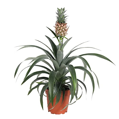 Plant in a Box - Ananaspflanze Mi Amigo - Zimmerpflanze - Topf 12cm - Höhe 35-45cm von Plant in a Box