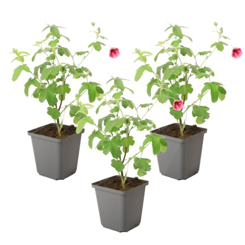 Plant in a Box - Anisodontea capensis - Kapmalve – 3er-Set - Rosa/Lila – Blühende Gartenpflanze – ⌀9 cm – Höhe 25–40 cm von Plant in a Box