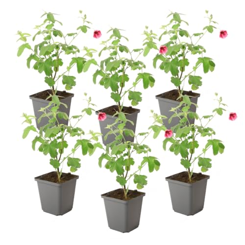 Plant in a Box - Anisodontea capensis - Kapmalve – 6er-Set - Rosa/Lila – Blühende Gartenpflanze – ⌀9 cm – Höhe 25–40 cm Plant in a Box - Anisodontea capensis - Kapmalve – 6er-Set - Rosa/Lila – Blühende Gartenpflanze – ⌀9 cm – Höhe 25–40 cm von Plant in a Box