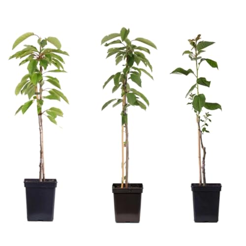 Plant in a Box - Apfelbäume - Set mit 3 Typen - Malus 'Braeburn', 'Golden Delicious', 'Malus Gala' - Obstbäume - Topf 9cm - Höhe 60-70cm von Plant in a Box