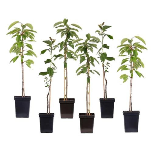 Plant in a Box - Apfelbäume - Set mit 6 - Malus 'Braeburn', 'Golden Delicious', 'Malus Gala' - Obstbäume - Topf 9cm - Höhe 60-70cm von Plant in a Box