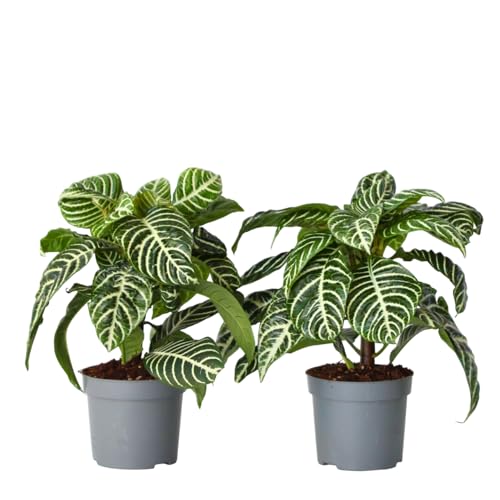 Plant in a Box - Aphelandra squarrosa 'Zebra Pflanze' - Zimmerpflanze - Tropisch - Spezielle Blattstruktur - 2er Set - Topf 13cm - Höhe 25-45cm Plant in a Box - Aphelandra squarrosa 'Zebra Pflanze' - Zimmerpflanze - Tropisch - Spezielle Blattstruktur - 2er Set - Topf 13cm - Höhe 25-45cm von Plant in a Box