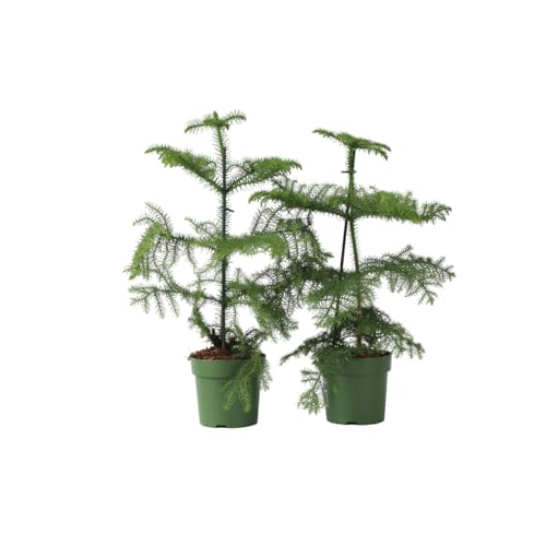 Plant in a Box - Araucaria Heterophylla - 2er Set - Norfolk Tanne - Zimmerkiefer - Topf 14cm - Höhe 45-55cm Plant in a Box - Araucaria Heterophylla - 2er Set - Norfolk Tanne - Zimmerkiefer - Topf 14cm - Höhe 45-55cm von Plant in a Box