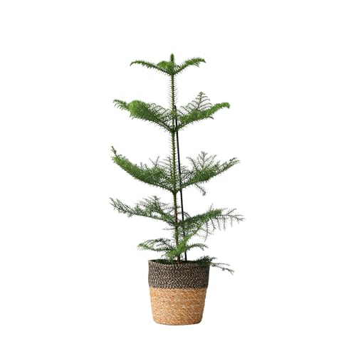 Plant in a Box - Araucaria Heterophylla - Inklusive Korb - Norfolk Tanne - Zimmerkiefer - Topf 17cm - Höhe 50-60cm von Plant in a Box