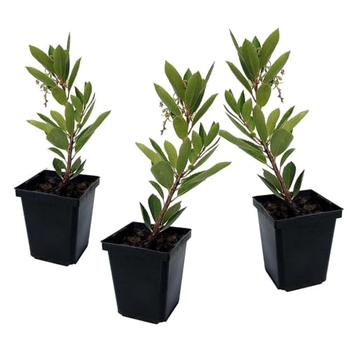 Plant in a Box - Arbutus Unedo - Erdbeerbaumpflanze - 3er Set - Topf 9cm - Höhe 25-40cm Plant in a Box - Arbutus Unedo - Erdbeerbaumpflanze - 3er Set - Topf 9cm - Höhe 25-40cm von Plant in a Box