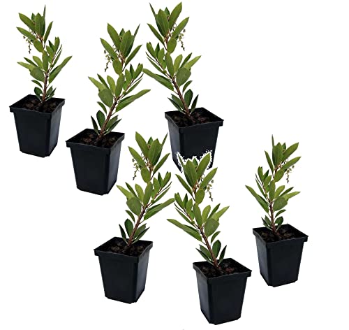Plant in a Box - Arbutus Unedo - Erdbeerbaumpflanze - 6er Set - Topf 9cm - Höhe 25-40cm von Plant in a Box