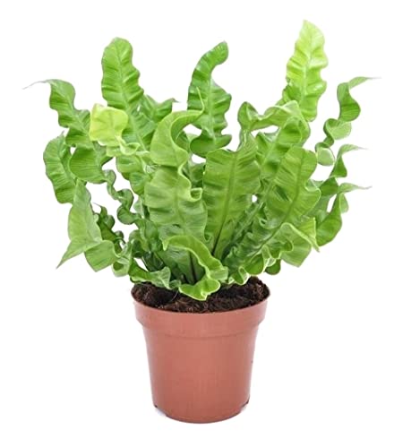 Plant in a Box - Asplenium nidus 'Knusprige Welle' - Nestfarn - Grüne Zimmerfplanze - Topf 12cm - Höhe 25-40cm von Plant in a Box