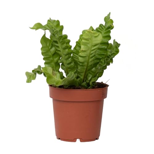 Plant in a Box - Asplenium nidus 'Knusprige Welle' - Nestfarn - Grüne Zimmerfplanze - Topf 12cm - Höhe 25-40cm Plant in a Box - Asplenium nidus 'Knusprige Welle' - Nestfarn - Grüne Zimmerfplanze - Topf 12cm - Höhe 25-40cm von Plant in a Box