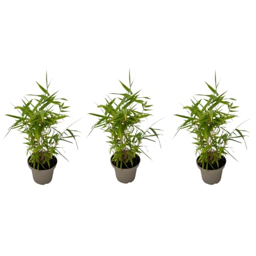 Plant in a Box - Bambus - 3er-Set - Fargesia nitida 'Black Dragon' - Höhe 25-40cm - ⌀14cm von Plant in a Box