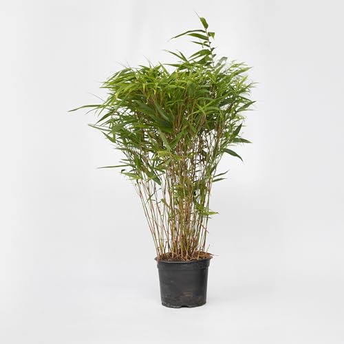 Plant in a Box - Bambus - Fargesia nitida 'Gansu' - Höhe 50-70cm - Topf 17cm - Nicht invasiver Bambus Winterhart - Grün von Plant in a Box