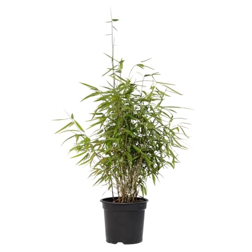 Plant in a Box - Bambus - Fargesia nitida 'Red Dragon' - Höhe 60-80cm - Topf 17cm - Nicht-invasive Bamboo - Grün von Plant in a Box