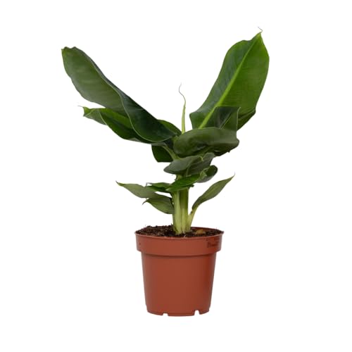 Plant in a Box - Bananenpflanze - Musa 'Oriental Dwarf' - Höhe 25-40cm - Pot 12cm - Zimmerpflanze - Grün von Plant in a Box