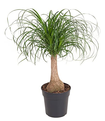 Plant in a Box - Beaucarnea recurvata - Elefantenfuß - Grüne zimmerpflanze - Topf 21cm - Höhe 60-70cm von Plant in a Box