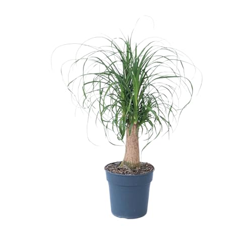 Plant in a Box - Beaucarnea recurvata - Elefantenfuß - Grüne zimmerpflanze - Topf 21cm - Höhe 60-70cm von Plant in a Box