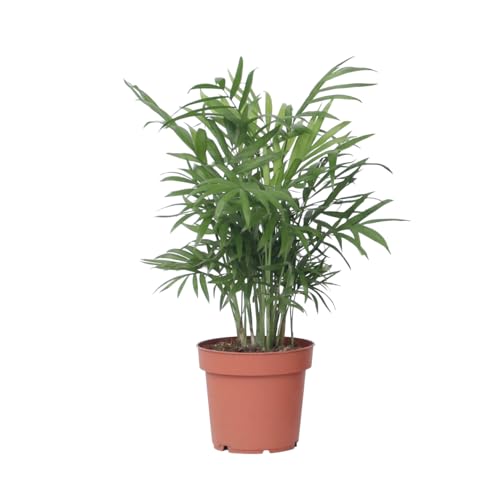 Plant in a Box - Bergpalme - Chamaedorea elegans - Höhe 30-40cm - Pot 12cm - Zimmerpflanze - Grün von Plant in a Box