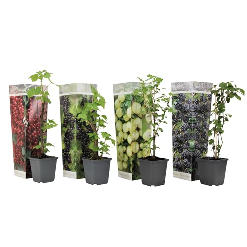 Plant in a Box - Beerenmischung - 4er Mix - Mix von Brombeeren, Johannnisbeeren und Stachelbeeren Pflanzen - Topf 9cm - Höhe 25-40cm von Plant in a Box
