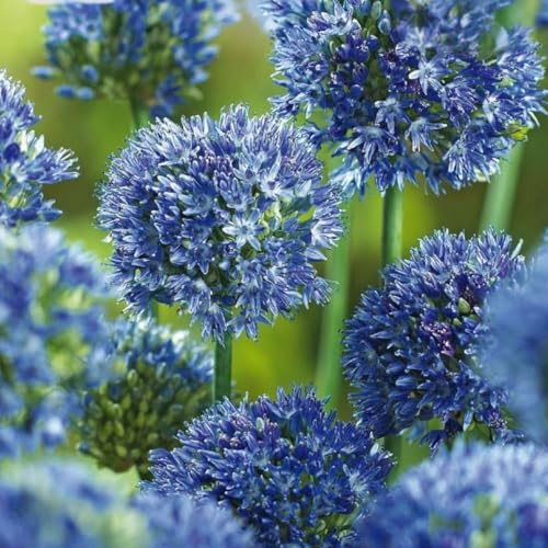 Plant in a Box - Blauer Zierlauch - Allium 'Caeruleum' - Set mit 40 Blumenzwiebeln - Für Garten oder Balkon Plant in a Box - Blauer Zierlauch - Allium 'Caeruleum' - Set mit 40 Blumenzwiebeln - Für Garten oder Balkon von Plant in a Box