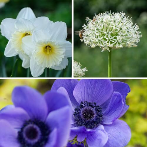 Plant in a Box - Blumenzwiebeln - Set mit 30 Stück - Anemone, Allium, Narzisse - Frühblüher für Garten & Beet - Pflegeleicht & mehrjährig Plant in a Box - Blumenzwiebeln - Set mit 30 Stück - Anemone, Allium, Narzisse - Frühblüher für Garten & Beet - Pflegeleicht & mehrjährig von Plant in a Box