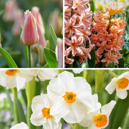 Plant in a Box - Blumenzwiebeln x25 - Narzisse, Tulpe, Hyazinthe - Weiß/Pfirsich - Colour your Garden 'Peach Blush' - Frühblüher - Herbstpflanzung Plant in a Box - Blumenzwiebeln x25 - Narzisse, Tulpe, Hyazinthe - Weiß/Pfirsich - Colour your Garden 'Peach Blush' - Frühblüher - Herbstpflanzung von Plant in a Box