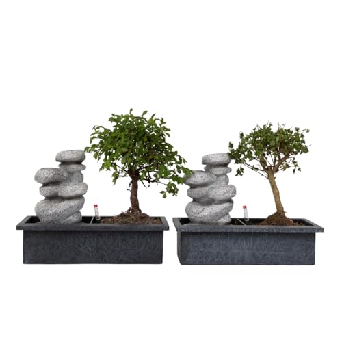 Plant in a Box - Bonsaibaum mit pflegeleichtem Bewässerungssystem - 2x- Zen-Steine - Höhe 25-35cm Plant in a Box - Bonsaibaum mit pflegeleichtem Bewässerungssystem - 2x- Zen-Steine - Höhe 25-35cm von Plant in a Box