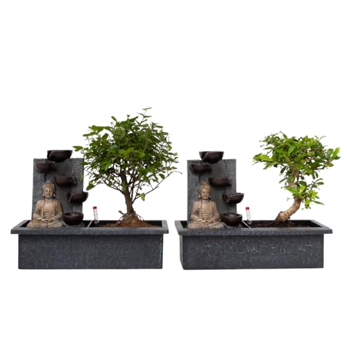 Plant in a Box - Bonsaibaum mit pflegeleichtem Bewässerungssystem - x2 - Buddha - Höhe 25-35cm Plant in a Box - Bonsaibaum mit pflegeleichtem Bewässerungssystem - x2 - Buddha - Höhe 25-35cm von Plant in a Box