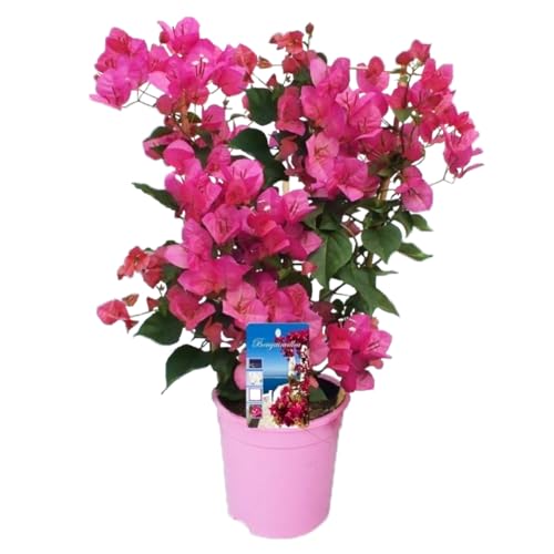 Plant in a Box - Bougainvillea - Bougainvillea on rack - Rosa Blüten - Kletterpflanze - Gartenpflanze - Topf 17cm - Höhe 50-60cm von Plant in a Box