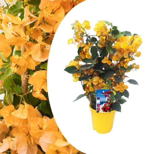 Plant in a Box - Bougainvillea 'Dania' - Bougainvillea auf Gestell - Gelbe Blüten - Kletterpflanze - Gartenpflanze - Topf 17cm - Höhe 50-60cm von Plant in a Box