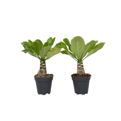 Plant in a Box - Brighamia Insignis - 2er Set - Vulkanpalme - Hawaii Palme - Topf 12cm - Höhe 30-40cm von Plant in a Box