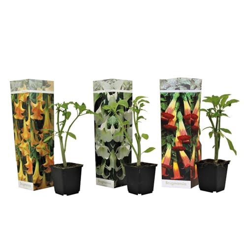 Plant in a Box - Brugmansia Mix - 3er Mix - 'Engelstrompete' - Gartenpflanze - Trompetenbaum - Kübelpflanze - Topf 9cm - Höhe 25-40cm Plant in a Box - Brugmansia Mix - 3er Mix - 'Engelstrompete' - Gartenpflanze - Trompetenbaum - Kübelpflanze - Topf 9cm - Höhe 25-40cm von Plant in a Box