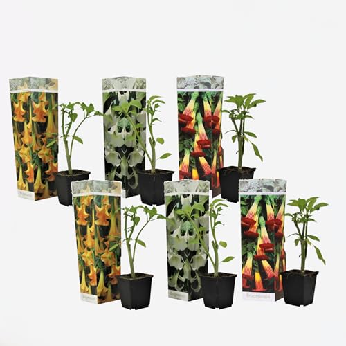 Plant in a Box - Brugmansia Mix - 6er Mix - 'Engelstrompete' - Gartenpflanze - Trompetenbaum - Kübelpflanze - Topf 9cm - Höhe 25-40cm von Plant in a Box