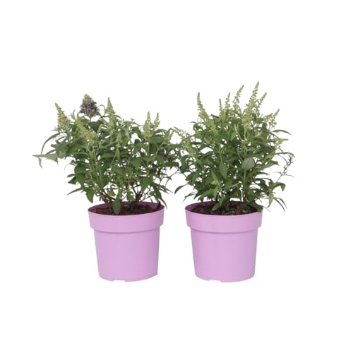 Plant in a Box - Buddleja Candy Little Lila - 2er Set - Buddleja davidii - Schmetterlingsflieder Winterhart - Lila Blüten - Topf 19cm - Höhe 30-40cm von Plant in a Box