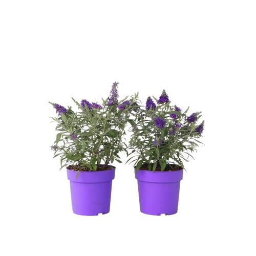 Plant in a Box - Buddleja Candy Little Purple - 2er Set - Buddleja davidii - Schmetterlingsflieder Winterhart - Lila Blüten - Topf 19cm - Höhe 30-40cm von Plant in a Box