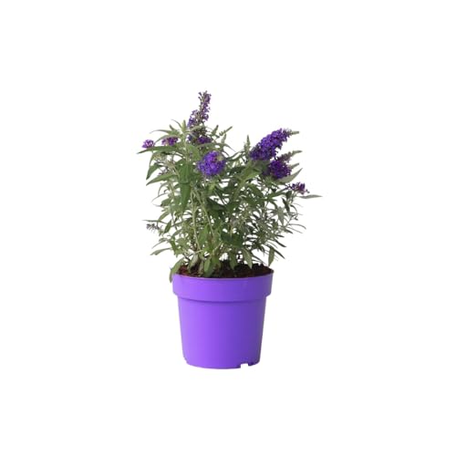 Plant in a Box - Buddleja Candy Little Purple - Buddleja davidii - Schmetterlingsflieder Winterhart - Lila Blüten - Topf 19cm - Höhe 30-40cm von Plant in a Box
