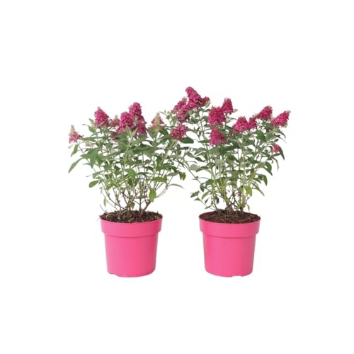 Plant in a Box - Buddleja Candy Little Ruby - 2er Set - Buddleja davidii - Schmetterlingsflieder Winterhart - Rote Blüten - Topf 19cm - Höhe 30-40cm von Plant in a Box