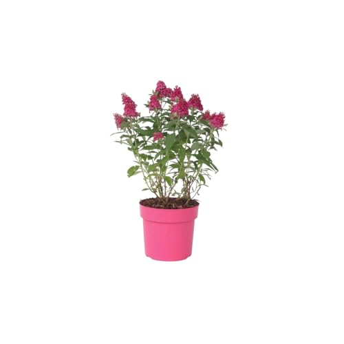 Plant in a Box - Buddleja Candy Little Ruby - Buddleja davidii - Schmetterlingsflieder Winterhart - Rote Blüten - Topf 19cm - Höhe 30-40cm von Plant in a Box