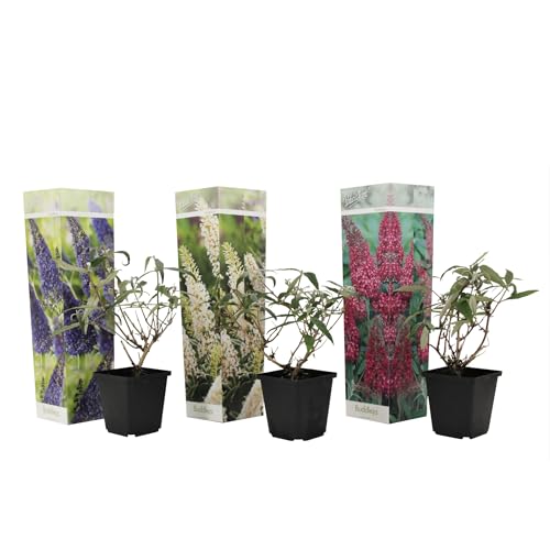 Plant in a Box - Buddleja davidii Mix - 3 verschiedenen Schmetterlingsfliedern - Blau, Lila, Weiß - Topf 9cm - Höhe 25-40cm von Plant in a Box