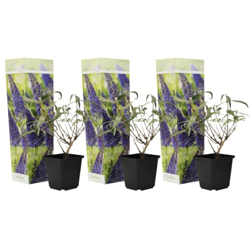 Plant in a Box - Buddleja davidii Lila - 3er Set - Sommerflieder - Topf 9cm - Höhe 25-40cm von Plant in a Box