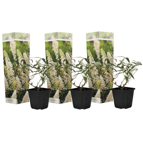Plant in a Box - Buddleja davidii Weiß - 3er Set - Sommerflieder - Topf 9cm - Höhe 25-40cm Plant in a Box - Buddleja davidii Weiß - 3er Set - Sommerflieder - Topf 9cm - Höhe 25-40cm von Plant in a Box