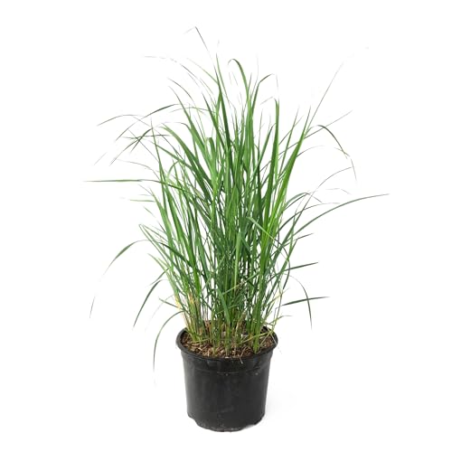 Plant in a Box - Calamagrostis Karl Foerster - Gras - Ziergras - Topfgröße 23 cm - Höhe 40-60 cm von Plant in a Box