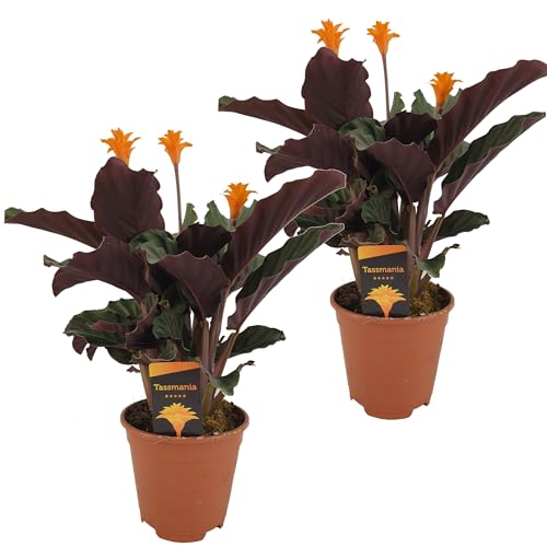 Plant in a Box - Calathea Crocata - 2er Set - Korbmarante - - Luftreinigende Zimmerpflanze - Schönen Blättern - Topf 14cm - Höhe 40-50cm von Plant in a Box