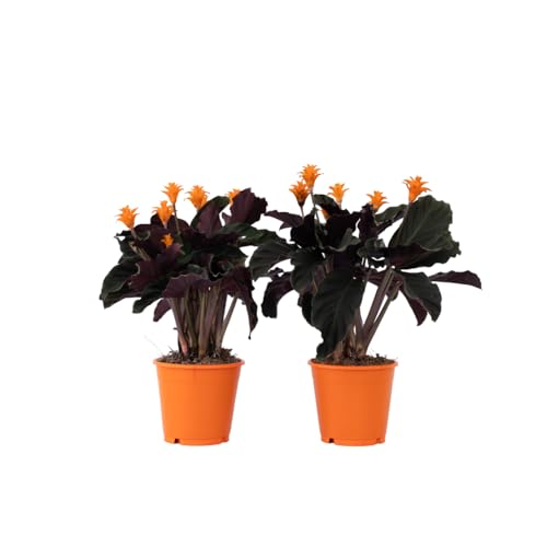 Plant in a Box - Calathea Crocata - 2er Set - Korbmarante - - Luftreinigende Zimmerpflanze - Schönen Blättern - Topf 14cm - Höhe 40-50cm von Plant in a Box