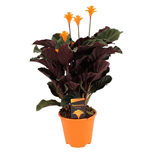 Plant in a Box - Calathea Crocata - Korbmarante - Flammendes Pfeilblatt - Luftreinigende Zimmerpflanze - Topf 14cm - Höhe 40-50cm von Plant in a Box