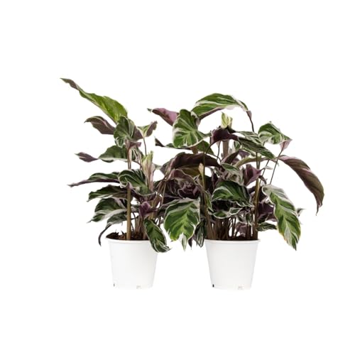 Plant in a Box - Calathea 'Fusion-Weiß' - 2er set - Korbmarante - Luftreinigende Zimmerpflanze - Schönen Blättern - Topf 14cm - Höhe 30-40cm Plant in a Box - Calathea 'Fusion-Weiß' - 2er set - Korbmarante - Luftreinigende Zimmerpflanze - Schönen Blättern - Topf 14cm - Höhe 30-40cm von Plant in a Box