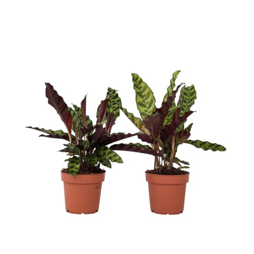 Plant in a Box - Calathea Insignis - 2er Set - Korbmarante - Zimmerpflanzen - Luftreinigende Pflanze - Besondere Blätter - Topf 12cm - Höhe 30-40cm von Plant in a Box