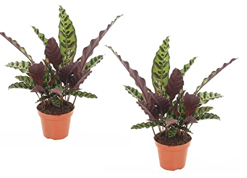 Plant in a Box - Calathea Insignis - 2er Set - Korbmarante - Zimmerpflanzen - Luftreinigende Pflanze - Besondere Blätter - Topf 12cm - Höhe 30-40cm von Plant in a Box