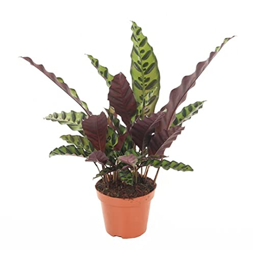 Plant in a Box - Calathea Insignis - Korbmarante - Luftreinigende Pflanze - Besondere Blätter - Topf 12cm - Höhe 30-40cm von Plant in a Box