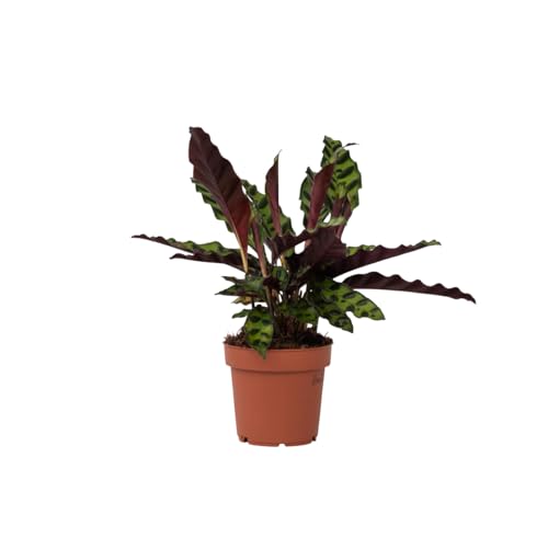 Plant in a Box - Calathea Insignis - Korbmarante - Luftreinigende Pflanze - Besondere Blätter - Topf 12cm - Höhe 30-40cm von Plant in a Box